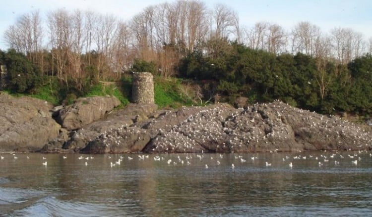 Амазонки и аргонавты вновь на древнем острове Аретиада вблизи понтийского Керасунда (видео-фото)