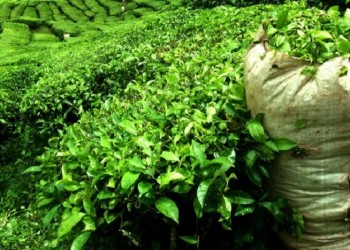 Το τσάι (Thea sinensis ή Thea assamica) και η ποντιακή εκδοχή του - Cover Image