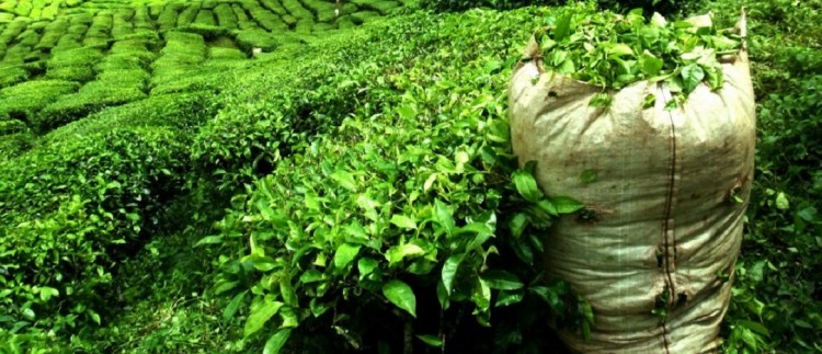 Το τσάι (Thea sinensis ή Thea assamica) και η ποντιακή εκδοχή του - Cover Image