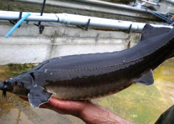 Χαβιάρι με ποντιακή υπογραφή από τη Δράμα