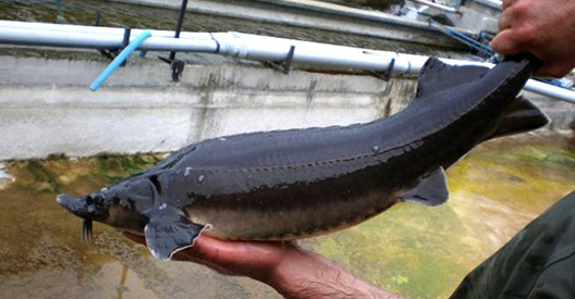 Χαβιάρι με ποντιακή υπογραφή από τη Δράμα