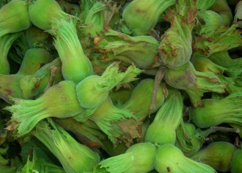 Στην αγορά του Πόντου τα φρέσκα φουντούκια