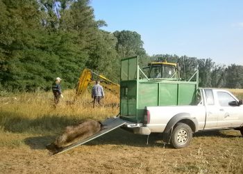 Κι άλλη αρκούδα θύμα τροχαίου στην Καστοριά