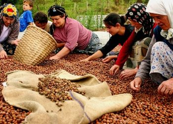 Τα λεφτοκάρυα του Πόντου χαρίζουν λεφτά με ουρά