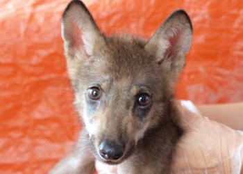 Μωρό λυκάκι θα προσπαθήσει να επανεντάξει στον φυσικό του χώρο ο «Αρκτούρος»