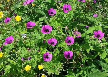 Βόλτα στα παρχάρια των Σουρμένων με επτά φωτογραφίες και ένα τραγούδι