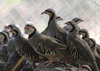 Πέρδικες αφέθηκαν ελεύθερες στα ορεινά της Κερασούντας (φωτο)