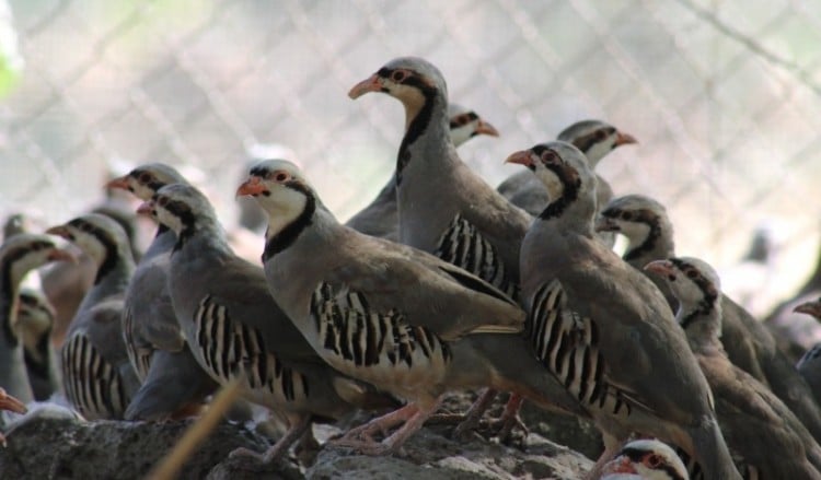 Πέρδικες αφέθηκαν ελεύθερες στα ορεινά της Κερασούντας (φωτο)