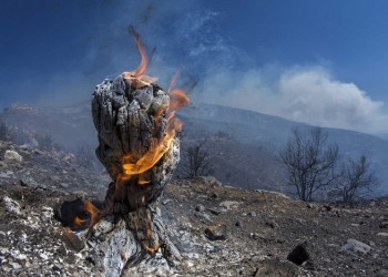 Φωτιά στη Βαρδαλή Φθιώτιδας 2