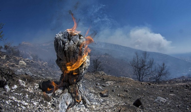 Φωτιά στη Βαρδαλή Φθιώτιδας 2