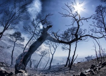 Πυρκαγιά στο Αγρίδι Ηλείας 3