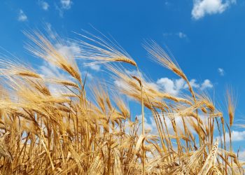 Χορτοθέρτ'ς – Ο Ιούλιος στον Πόντο