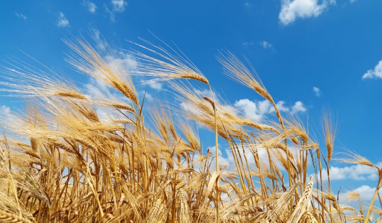 Χορτοθέρτ'ς – Ο Ιούλιος στον Πόντο