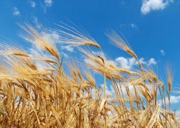 Хортотертс: июль по-понтийски