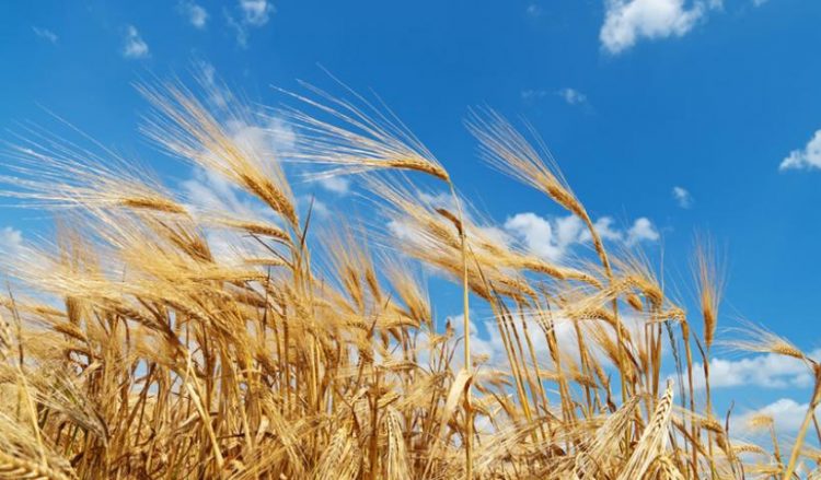 Хортотертс: июль по-понтийски