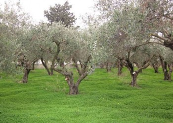 Κατάρτιση για τη χρήση φυτοφαρμάκων
