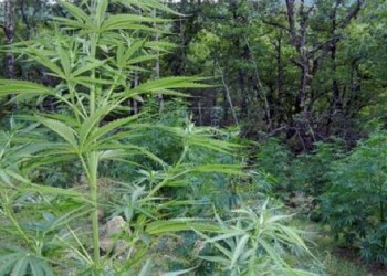 Καλλιεργητής χασίς άνοιξε πυρ κατά αστυνομικών στην Άρτα