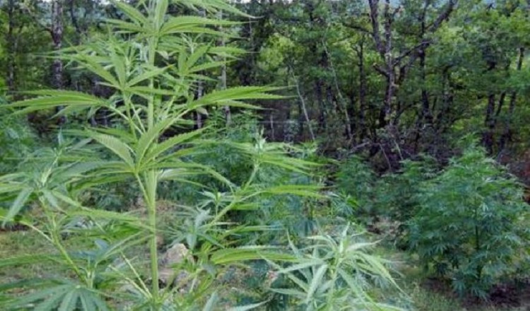 Καλλιεργητής χασίς άνοιξε πυρ κατά αστυνομικών στην Άρτα