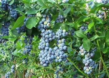 Τα λίκαρπα γίνονται πηγή πλούτου στον Πόντο (φωτο)