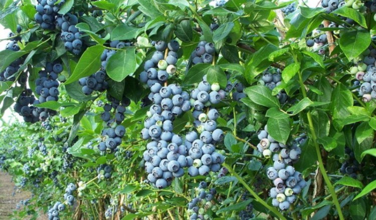 Τα λίκαρπα γίνονται πηγή πλούτου στον Πόντο (φωτο)