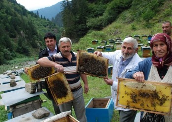 Το πιο ακριβό, και σπάνιο, μέλι του κόσμου βγαίνει στον Πόντο