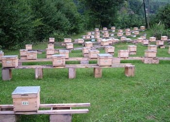 Ο Πόντος πρωταθλητής στη δυναμική παραγωγής μελιού