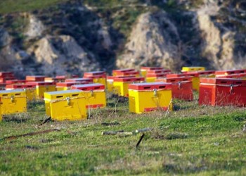 Σχολείο μελισσοκομίας στον Εξαπλάτανο της Πέλλας