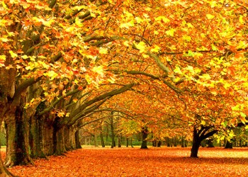 Новогодний сентябрьский аромат в Понте