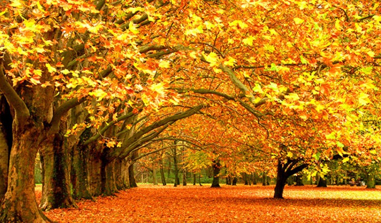 Новогодний сентябрьский аромат в Понте