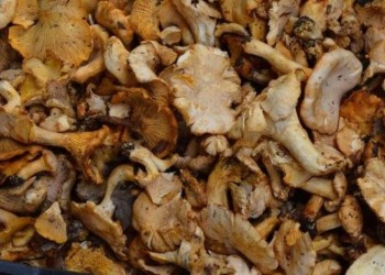 Βυθισμένο στο πένθος το Βαρικό Φλώρινας μετά το θάνατο 15χρονου από δηλητηριώδη μανιτάρια