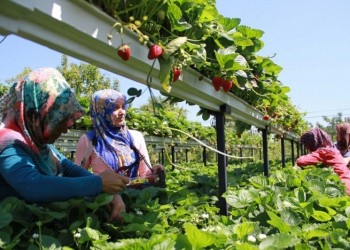 Υδροπονική γεωργία – Παραγωγή εκτός εδάφους στη Σαμσούντα