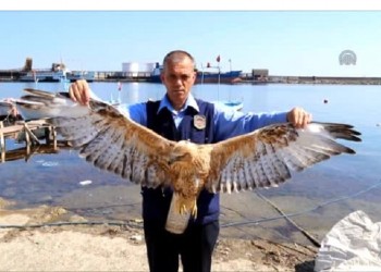 Βρήκε αητόπουλο σε βάρκα στην Ινέπολη (φωτο)