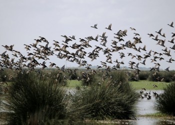 Εναέρια βόλτα στο δέλτα του ποταμού Άλυ, στην Αμισό του Πόντου (φωτο, βίντεο)