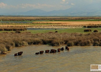 Дельта реки Алис в Понте войдет в список Всемирного наследия UNESCO