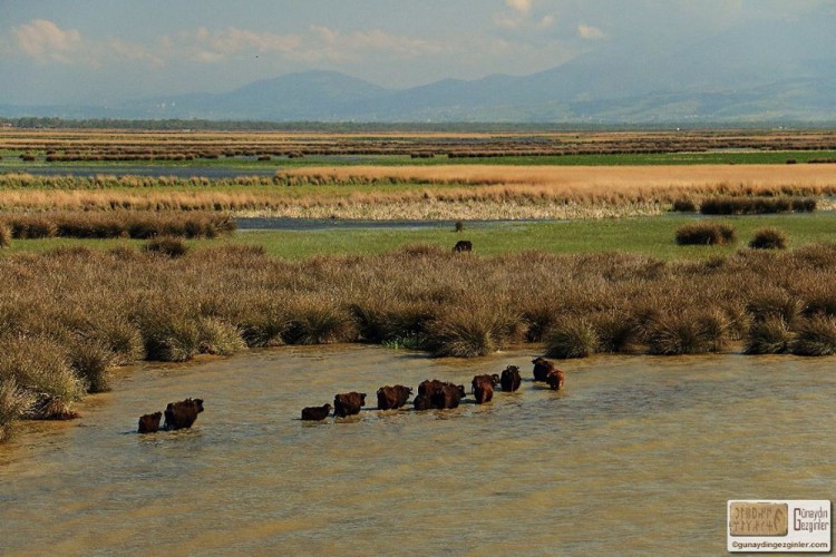 Дельта реки Алис в Понте войдет в список Всемирного наследия UNESCO