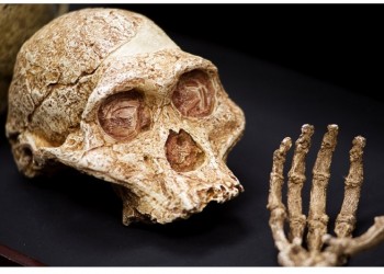Homo naledi – Ανακαλύφθηκε νέος συγγενής του ανθρώπου (φωτο)