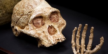 Homo naledi – Ανακαλύφθηκε νέος συγγενής του ανθρώπου (φωτο)