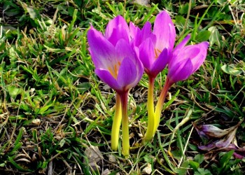 Κρόκος του φθινοπώρου, ο προάγγελος του χειμώνα στον Πόντο (φωτο)