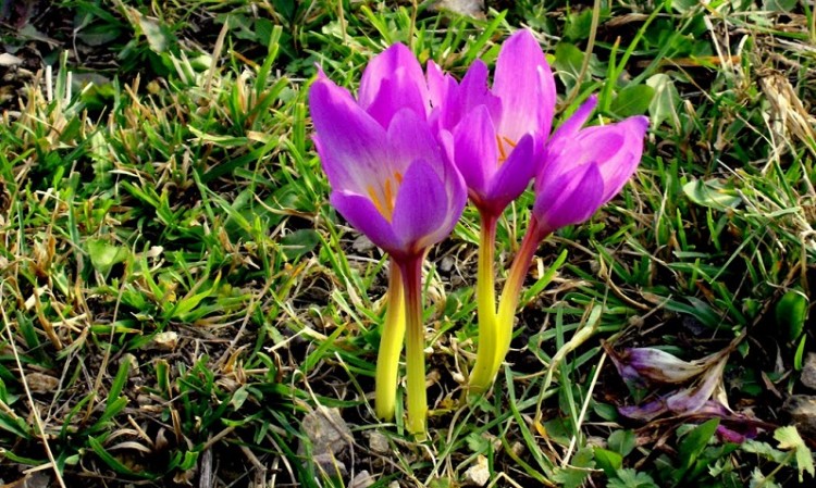 Κρόκος του φθινοπώρου, ο προάγγελος του χειμώνα στον Πόντο (φωτο)