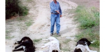 Δηλητηριάστηκαν 7 αλεπούδες και 6 τσομπανόσκυλα στον Έβρο
