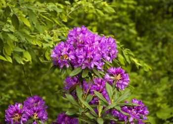 Τα βότανα του Πόντου, ένας μεγάλος θησαυρός (φωτο)