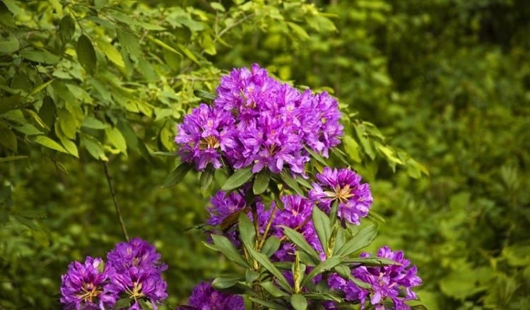Τα βότανα του Πόντου, ένας μεγάλος θησαυρός (φωτο)