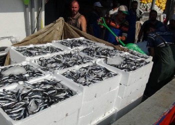 Πλημμύρισαν με χαψία οι ψαρόβαρκες στην Πάνορμο του Μαρμαρά