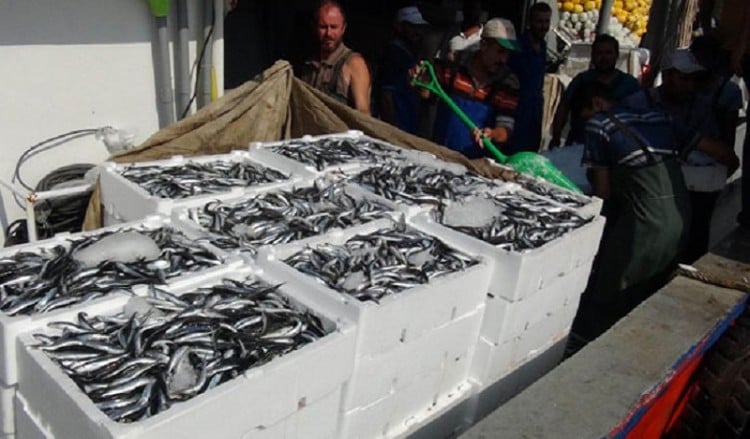 Πλημμύρισαν με χαψία οι ψαρόβαρκες στην Πάνορμο του Μαρμαρά