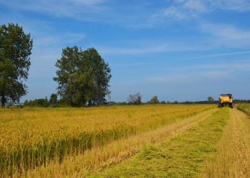 Οι κάτοικοι της Αμισού στρέφονται στον ντόπιο σπόρο ρυζιού (φωτο)