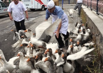 Άρχισε η περίοδος εκτροφής χήνας στο Καρς του Πόντου