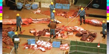 Η Ιαπωνία ξαναρχίζει τη φαλαινοθηρία στην Ανταρκτική