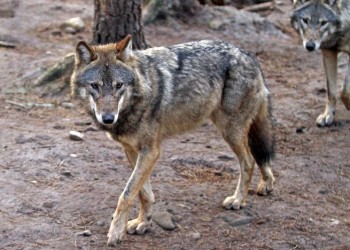 Οι λύκοι επέστρεψαν στην Πάρνηθα μετά από 50 χρόνια