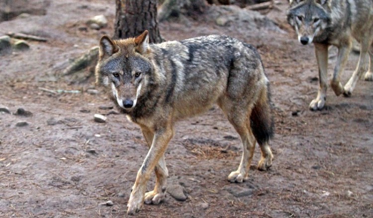 Οι λύκοι επέστρεψαν στην Πάρνηθα μετά από 50 χρόνια