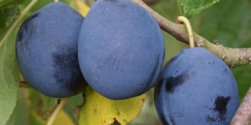 Οι ήπιες θερμοκρασίες τρέλαναν τη φύση